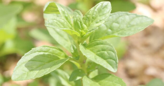 Close-up macro video of fresh green leaves of a Mentha pulegium (Pennyroyal Mint) plant gently swaying in the breeze.
