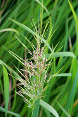 Zizania latifolia grows in shallow water
