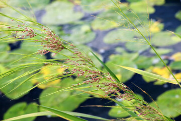 Zizania latifolia grows in shallow water