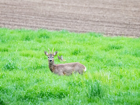 Buck deer with roe-deer in a clearing