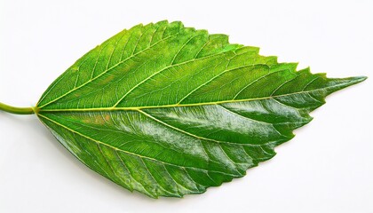 Obraz premium green leaf of hibiscus closeup on white background