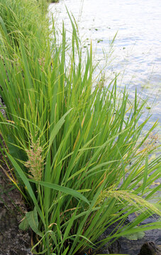 Zizania latifolia grows in shallow water