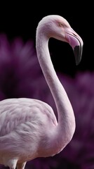 Naklejka premium Pink flamingo profile against purple bokeh