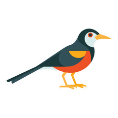 Fototapeta premium A lovely oriole bird vector illustration 