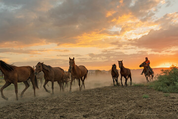 Cowboy on horseback and herd of horses at sunset