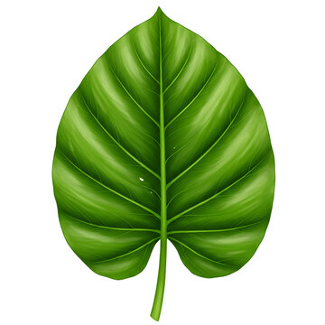 Stunning Green Leaf Image: Free Stock Photo