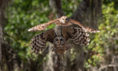 Barred owl hunting a squirrel in Florida 
