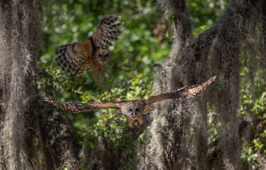 Barred owl hunting a squirrel in Florida 