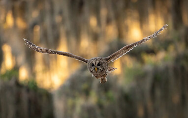 Barred owl hunting a squirrel in Florida 