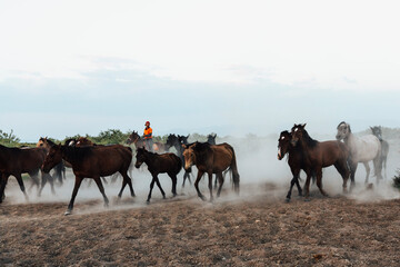 Cowboy on horseback and herd of horses at sunset