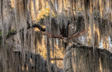 Barred owl hunting a squirrel in Florida 