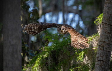 Barred owl hunting a squirrel in Florida 