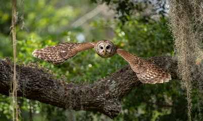 Barred owl hunting a squirrel in Florida 