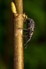 Fichtenr&uuml;sselk&auml;fer klettert an Pflanze &ndash; Makroansicht