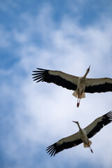 Zwei Störche im Flug vor bewölktem Himmel – Naturfotografie