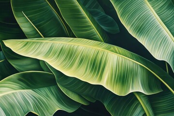Obraz premium Vibrant green leaf, tropical foliage, glossy surface, large banana leaf,
