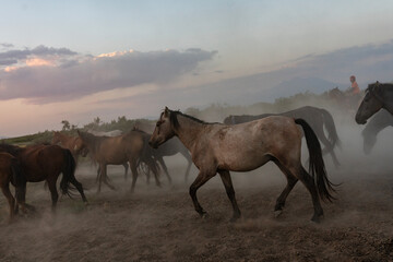 Cowboy on horseback and herd of horses at sunset