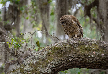 Barred owl hunting a squirrel in Florida 