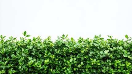 Obraz premium Dense green garden bushes with fine-textured leaves and small flowers on a white background.