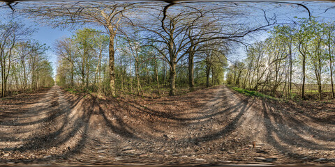 360 hdri panorama on gravel road among old poplar grove with gnarled branches in autumn forest or alley in sunny evening in equirectangular spherical seamless projection. VR AR content