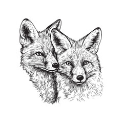 Fototapeta premium Hand drawn illustration a pair of foxes - fox head sketch