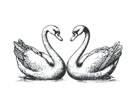 Hand drawn illustration a pair of swans - isolated vector images of wild birds