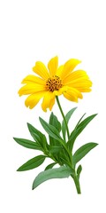 Vibrant yellow flower with green leaves isolated on white