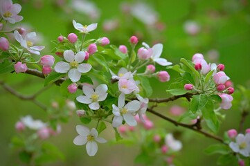 Spring background with blossoming fruit tree. Beautiful blooming apple tree in spring time.