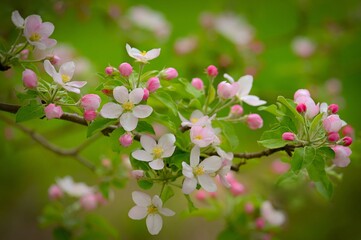 Spring background with blossoming fruit tree. Beautiful blooming apple tree in spring time.