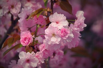 Beautiful blooming pink spring tree. Concept for spring time and nature. Blooming background in the park.