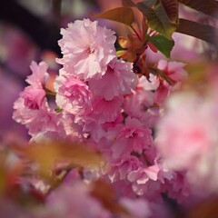 Beautiful blooming pink spring tree. Concept for spring time and nature. Blooming background in the park.