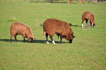Sheep grazing in the field. Concept for animals and agriculture.