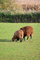 Sheep grazing in the field. Concept for animals and agriculture.