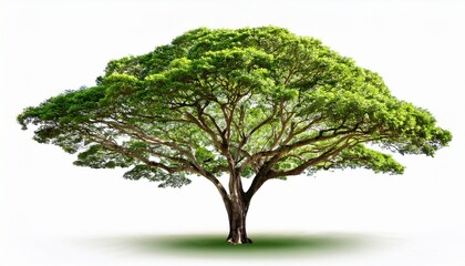 Obraz premium green tropical tree with spreading branches on white background flora and fauna concept