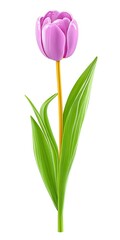 Obraz premium Delicate light pink tulip with vibrant green leaves, isolated on white