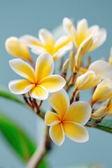Naklejka premium Delicate cluster of vibrant yellow plumeria flowers with soft petals and lush green leaves creating a serene tropical atmosphere of beauty and tranquility