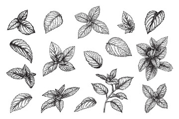 mint set vector design isolated on white background