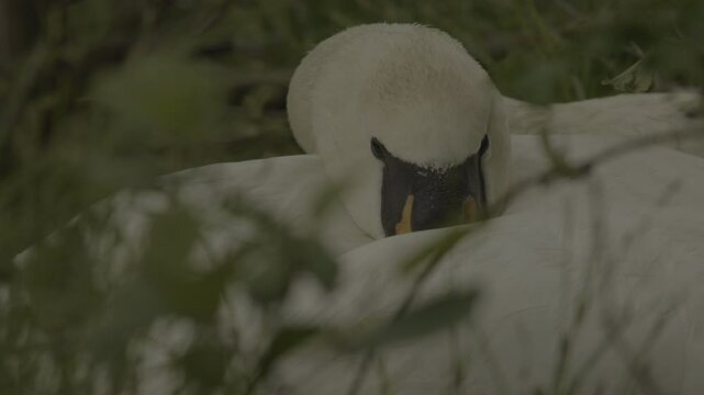 Detailed shots of a male White Swan