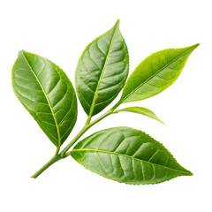 Obraz premium green leaf isolated on transparent background