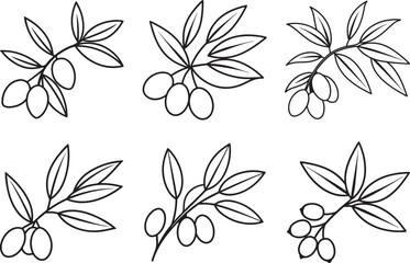 set of olives twigs and leaves line art, black outline, vector and illustration, coloring book page line art drawing