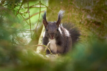 Eurasian red squirrel eating walnuts (Sciurus vulgaris)