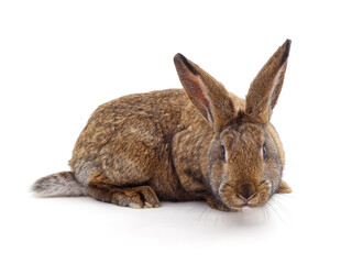 Grey big rabbit.