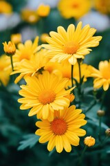 Naklejka premium Vibrant cluster of cheerful yellow daisies blooming amidst lush green foliage, symbolizing joy and renewal in a serene garden setting filled with natural beauty