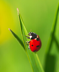 Macro photo of Ladybug in the green grass