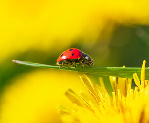 Macro photo of Ladybug in the green grass