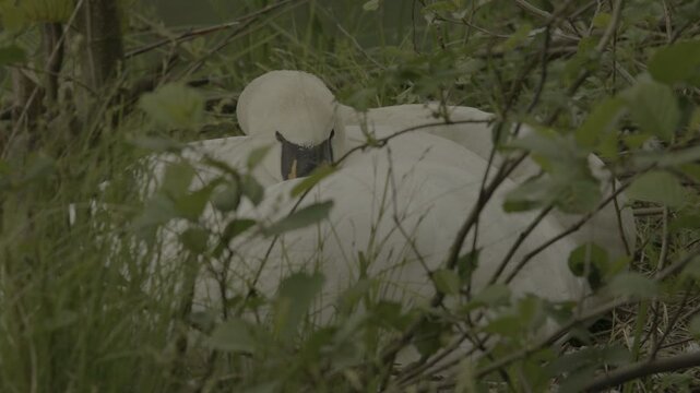 Detailed shots of a male White Swan