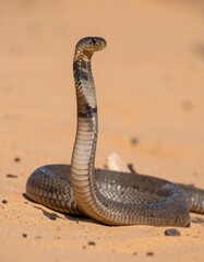 Fototapeta premium Cobra snake in the desert.