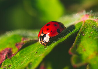 Macro photo of Ladybug in the green grass