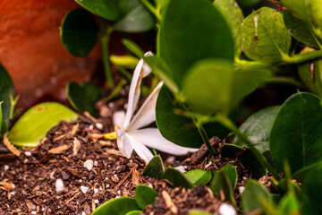 Carissa macrocarpa pertenece a la familia de Apocynaceae.
