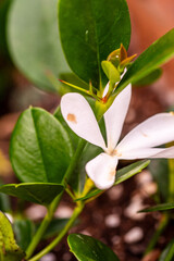 Fototapeta premium Carissa macrocarpa pertenece a la familia de Apocynaceae.